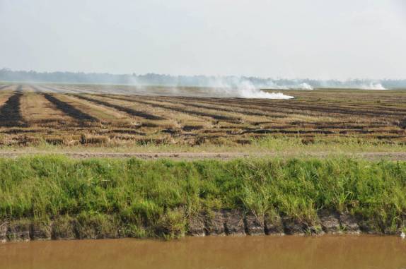Grandes fazendas no oeste do Suriname